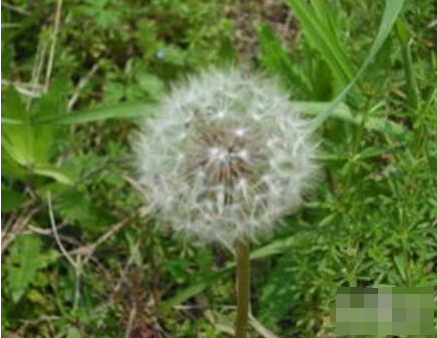 被虫子咬了怎么办