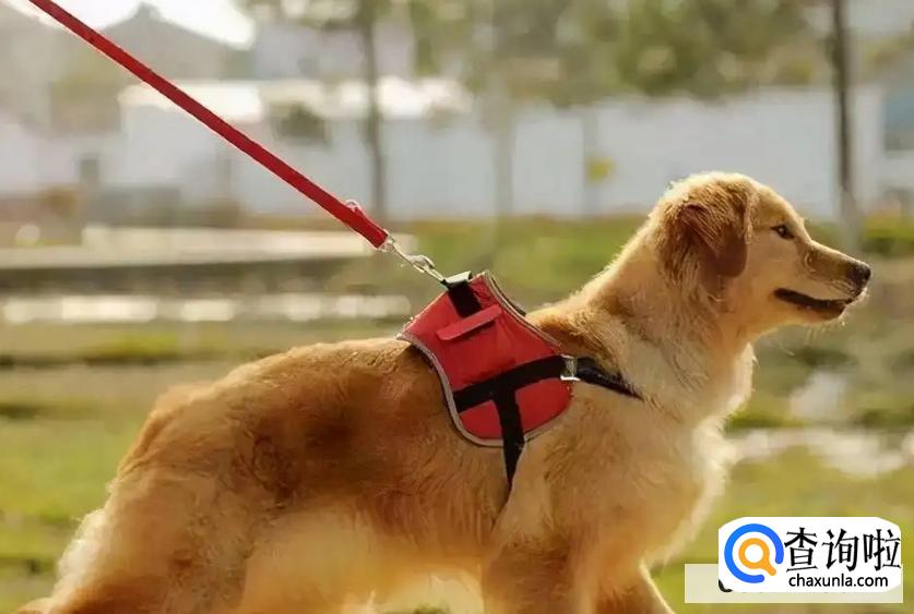 遛狗最应该做的事情有哪些