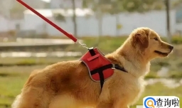 遛狗最应该做的事情有哪些