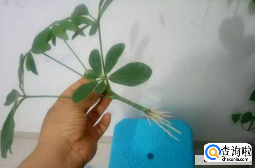 怎么知道扦插成功了