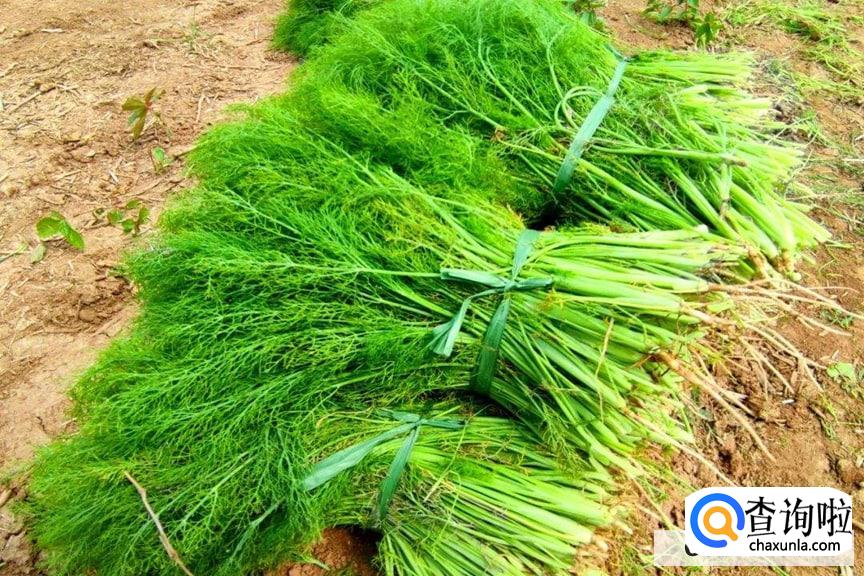 吃茴香的禁忌有哪些