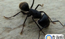 黑蚂蚁有哪些功效？