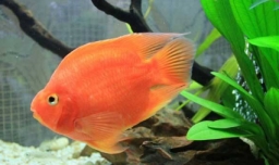 鹦鹉鱼怎么养
