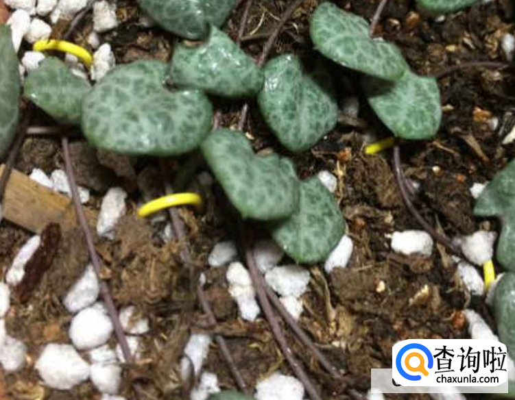 爱之蔓的扦插繁殖方法