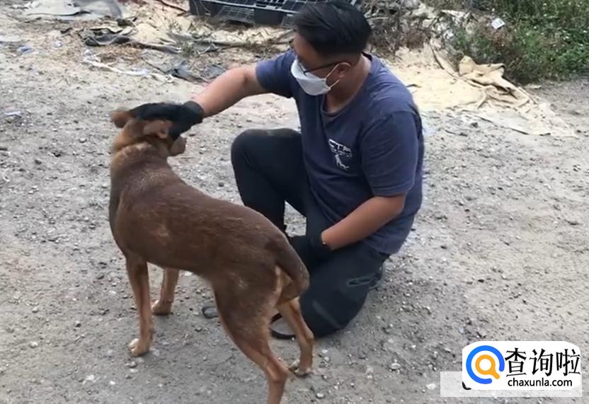 狗狗见到陌生人就咬怎么办
