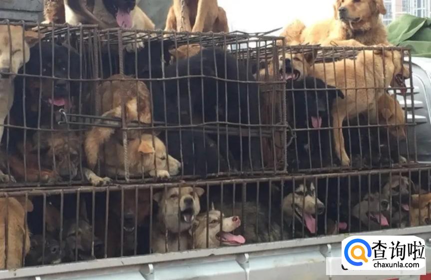 三大宠物市场在哪里