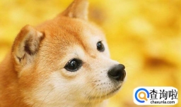 柴犬纯种挑选有方法 学会几招包你买到优良幼犬