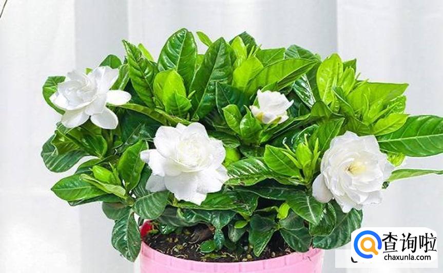 桅子花怎么浇水合适