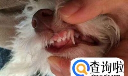 狗狗不吃东西怎么办