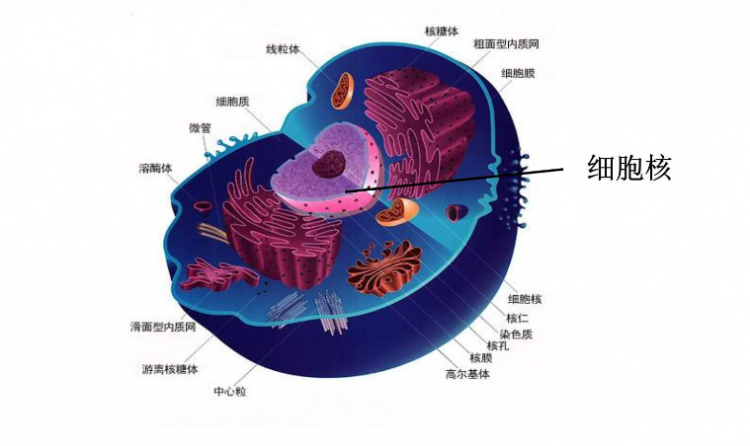 细胞核的功能是什么