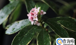 瑞香的养殖方法和注意事项