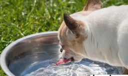 小狗不会上厕所怎么办