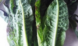 耗油莴笋叶的做法