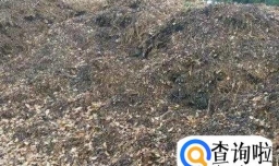 绿萝如何养才好看？