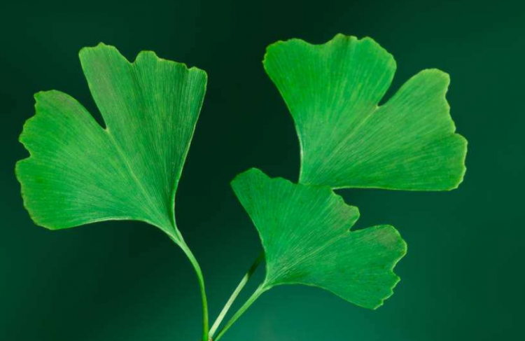 中国银杏之乡指的是哪里