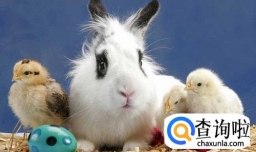兔子突然不吃不喝趴着怎么办
