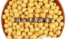教你如何识别转基因黄豆 选购非转基因黄豆