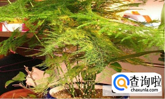 水培文竹叶子发黄怎么处理