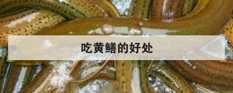 吃黄鳝的好处