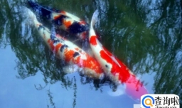 锦鲤在鱼缸下了鱼卵怎么孵化