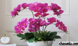 蝴蝶兰花谢了怎么养最好