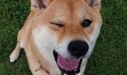 柯基犬和柴犬的区别