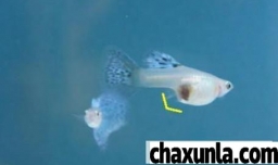 如何判断母鱼要生产了