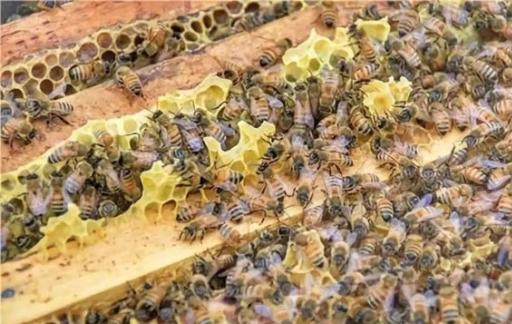 冬天蜜蜂放在哪里比较合适