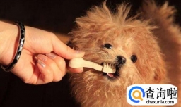 为什么小动物的牙齿不容易发黄？