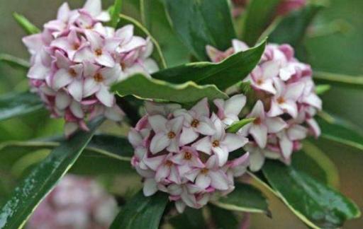 金边瑞香换盆时要注意什么