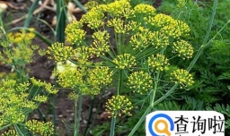 如何播种莳萝种子？