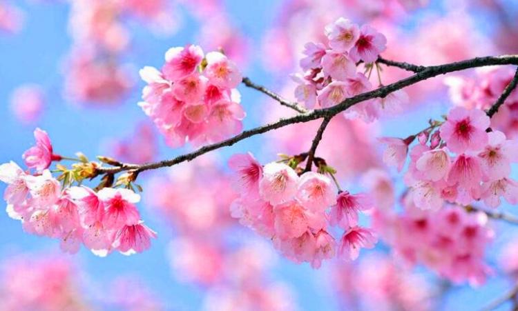 樱花寿命是多长