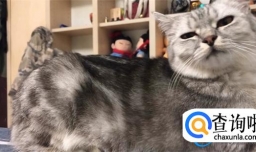 凋零猫如何驯服