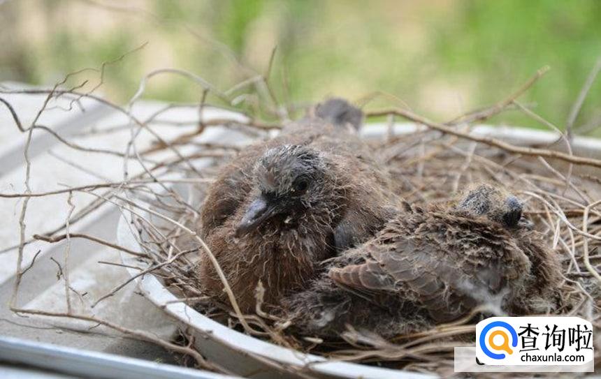 怎么训练斑鸠认主人