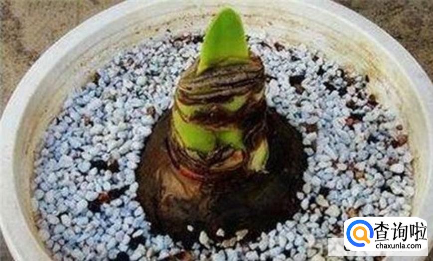 朱顶红的繁殖方法