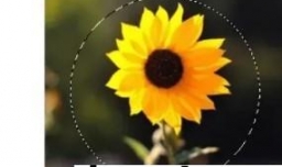 PS如何把图片切个半圆出来