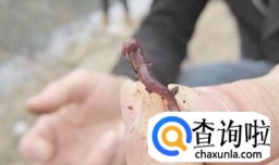 钓鱼的方法技巧总结