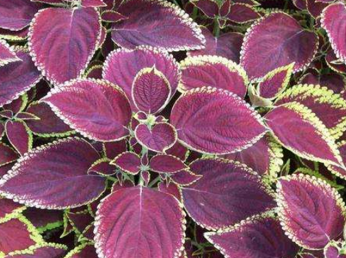 艹字头的字有哪些