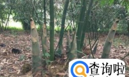 羌笛制作有什么讲究