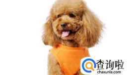 为什么泰迪喜欢屎，泰迪为什么吃自己的屎