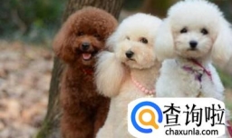 养泰迪狗好不好呢？