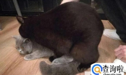 如何判断猫咪配对成功