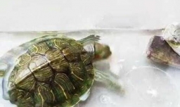 怎么把龟龟养好