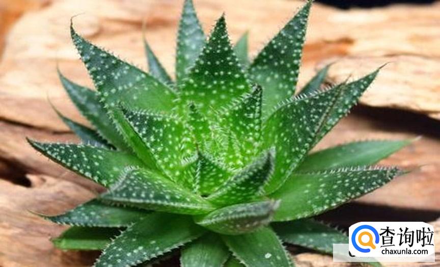 怎样养好芦荟比较好