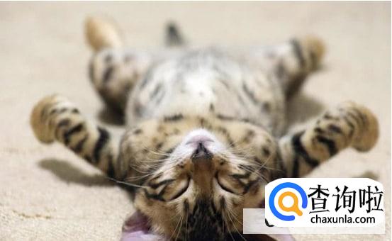 养猫正确的方式