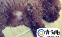 狗一块一块的掉毛怎么办？