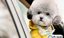 养狗的正确方法