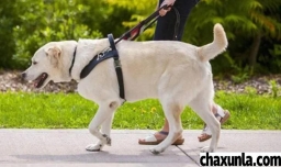 导盲犬可以摸吗