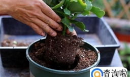 长寿花如何换盆