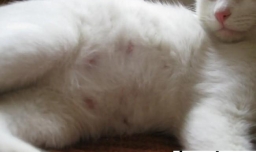 猫咪怀孕的注意事项